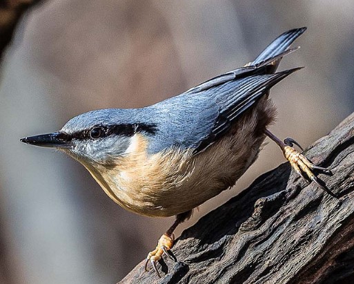 bird