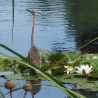 bird
