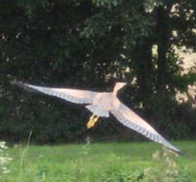 bird