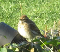 bird