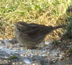 bird