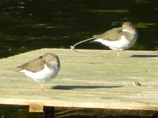 bird