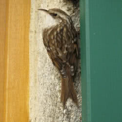 bird