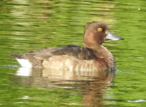 bird