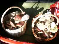 Mushrooms