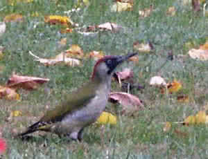 Bird Watching bird watching