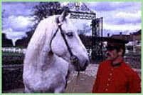 Haras du Pin